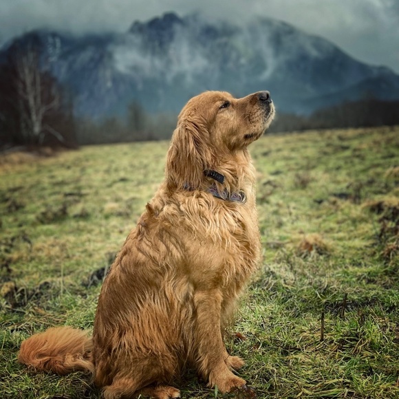 Meet your posher, Anne - Picture 3 of 5